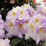 Virginia Delp (starker breitrunder Wuchs)