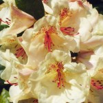 viscidifolium Viscy (kräftiger breitrunder Wuchs)