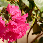 williamsianum Tromba (kompakter Wuchs)