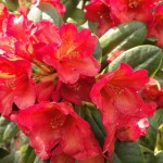 dichroanthum Maskarill (für schattigen geschützten Standort)