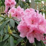 discolor Hummeltanz (lockerer starker Wuchs, späte Blüte)