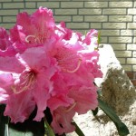 discolor Rosa Traum (lockerer Wuchs, Blüte Mitte Juni)