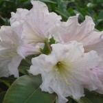 discolor (lockerer starker Wuchs, späte Blüte)