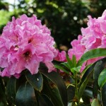 discolor Spätlese (kräftiger locker aufrechter Wuchs, Blüte Mitte Juni)