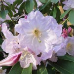 fortunei (lockerer aufrechter Wuchs, gut geschützter Standort, leichter Duft)