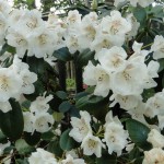 williamsianum Gartendirektor Rieger (starker breiter Wuchs)