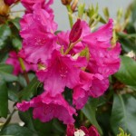 williamsianum August Lamken (starker breiter Wuchs)