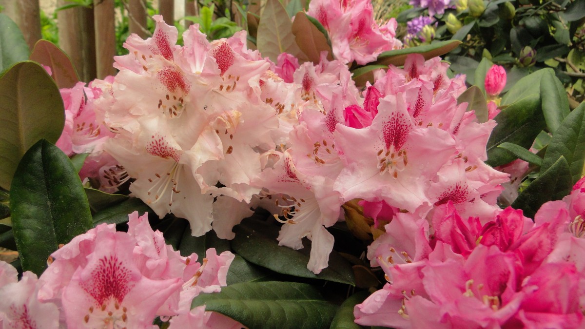 Rhododendronstrauss - Rhododendron und Azaleen - Yakushimanum-Zchtungen