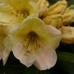 Agneta (relativ kräftiger dichter breitbuschiger Wuchs)