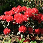 Astrid (halbschattiger Standort)