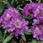 Bohlken's Lupinenberg