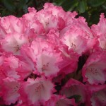 Kokette (aufrechter Wuchs, sehr reich blühend, leichter Halbschatten)