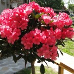 Lampion (langsamer kompakter Wuchs, Halbschatten, hier als Stämmchen)