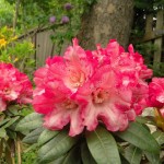 PingPong (sehr langsamer Wuchs, für geschützten halbschattigen Standort)