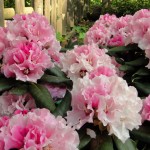 Principessa (kugelig kompakter Wuchs, für halbsonnigen Standort)