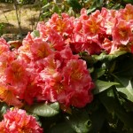 Sasonade (sehr früh blühende Neuheit, halbschattiger Standort)