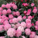 Schneverdingen (robuste alte Züchtung, flach-kugeliger Wuchs)