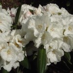 Senator Henry Jackson (langsamer kompakter Wuchs, reinweiße Blüte)