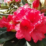 Vollblut (alte Sorte, relativ gut sonnenverträglich), lockerer Wuchs