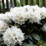 pachysanthum Silbervelours (ausgeprägte schmückende Blattbehaarung am Neuaustrieb)!)