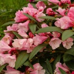 Belle de Flore (langsamer breitkugeliger Wuchs)