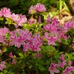 azalea kermesina (relativ starkwüchsig)