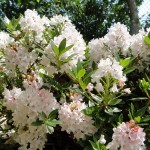 Bloombux (gut schnittverträglich, halbschattiger Standort erforderlich)