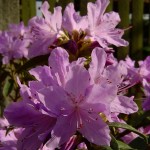 Blue Tit Magor (aufrechter Wuchs)