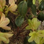 medley (starkwüchsig)