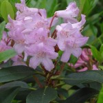 minus (starkwüchsig, robust)