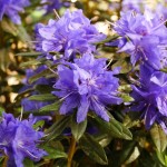 russatum Gletschernacht