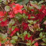 obtusum Stewartstonian