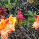azalea mollis orange