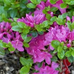 azalea kermesina (relativ starkwüchsig)