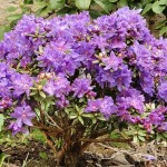 impeditum (flach- und langsamwüchsige Wildart)