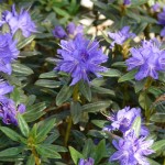 russatum Lauretta (starkwüchsig)