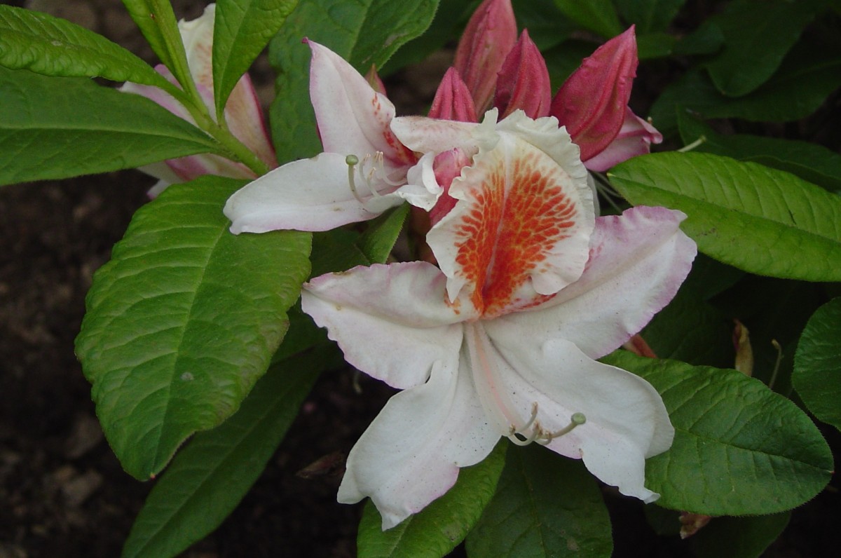 rhododendron macrophyllum Close-up of Pacific rhododendron (Rhododendron macrophyllum) flowers b –  Photo Printing Pros main image 1
