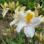 Knap-Hill-Azalee Arima (Blüten leicht duftend)