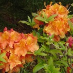 Azalea mollis orange (kaum erhältliche alte Züchtung - von Knap-Hill-Azaleen abgelöst)