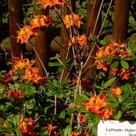luteum Coccinea Speciosa