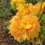 Csarsas (Blüten leicht duftend)