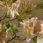 occidentale Irene Koster (Blüten duftend)