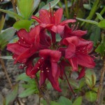 Knap-Hill-Azalee Nabucco (spätblühend)