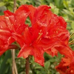 Knap-Hill-Azalee Parkfeuer (aufrechter Wuchs)