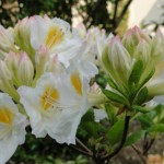 Knap-Hill-Azalee Persil (lockerer Wuchs)