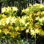 luteum Narcissiflora (kleinblumig, intensiv duftend)
