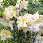 Knap-Hill-Azalee Oxydol (Blüten leicht duftend)