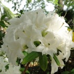 mixtum Schneeköpfchen (Blüten duftend)