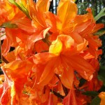 Knap-Hill-Azalee Sunny Boy (locker aufrechter Wuchs)