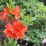 Azalea mollis rot (kaum erhältliche alte Züchtung - von Knap-Hill-Azaleen abgelöst)